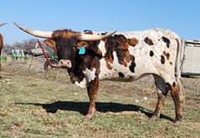 GH Rifleman's Butterscotch