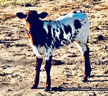 Pacific Charlotte Day