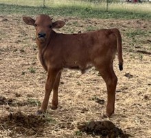 Unnamed Heifer
