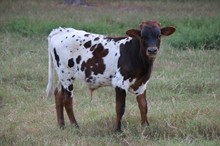 LAR Bull 619