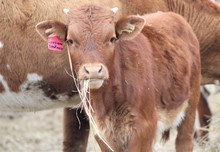 2022 Speakeasy Bull