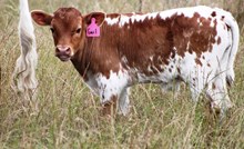 Alemendra Gail Bull Calf