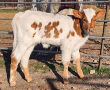 BNB Drag A Jamakan Beat