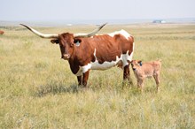 M2 RIFLEMAN BULL CALF #8