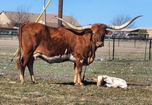 KDK VARGUS' SANGIOVESE