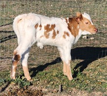 BNB Drag A Jamakan Beat