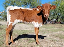 Dunn Trail Drive Heifer