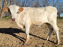 Moo Moo Chanel DSM